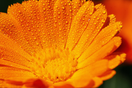 Amazing yellow orange flower with drops on petals in the garden, close-upの写真素材
