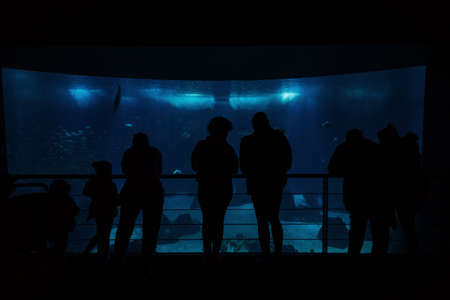 Silhouettes of people relaxing in a water park and looking at underwater lifeの写真素材