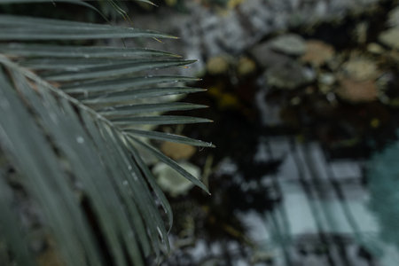 Beautiful green palm leaf in an exotic forest and jungle. Ecology and the green worldの写真素材