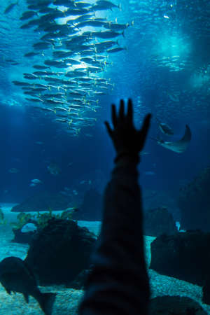Amazing underwater world with fish and human hand. oceanarium. wild life and waterの写真素材