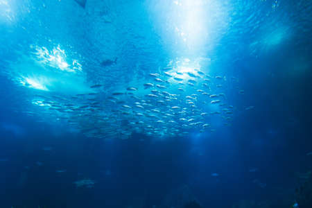 Blue underwater view with schools of fish and deep world wildlife with light. Ecology and the Ocean....