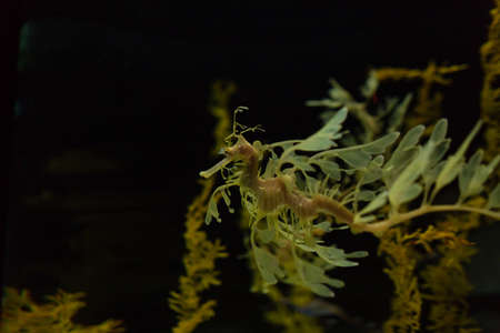 Sea dragon in the depths. Oceanarium Lisbon, Portugalの写真素材