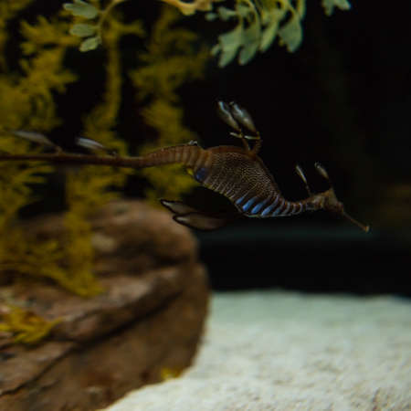 Amazing sea dragon swims in the depthsの写真素材