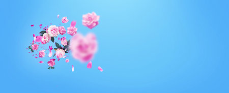 Beautiful pink flowers roses and peonies with petals floating on the colored blue background....