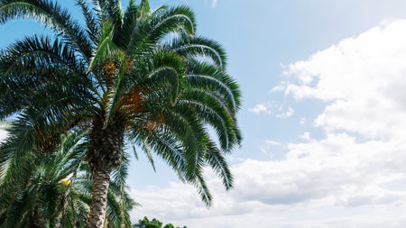 Beautiful exotic palm tree with cloudy sky in Madeira islandの写真素材