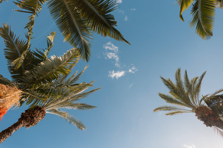 Beautiful palm trees and blue sky, view from below. Summer vacation on the ocean