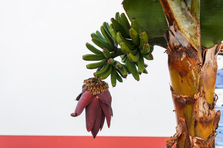 Banana palm tree with leaves, bananas and a flower on a white background. Organic and healthy raw food. plantの写真素材