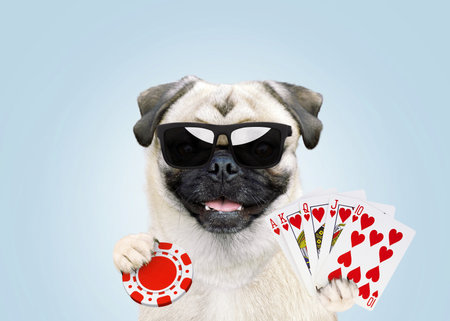Funny pug dog player with glasses holds a full house card and a chip and plays poker in a casino. Win and luck, creative idea. success conceptの写真素材