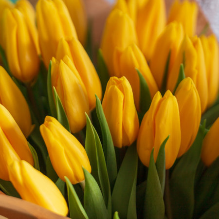 Beautiful yellow tulips, close-up. Women's day and flowersの写真素材