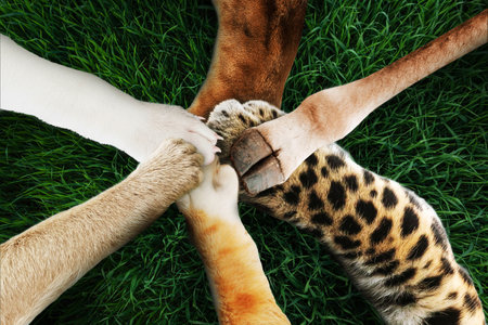 Funny animals keep their paws together, top view. Teamwork and success, creative idea. Lion, dog, cat, monkey, leopard and giraffe together. Business and work. Help conceptの素材