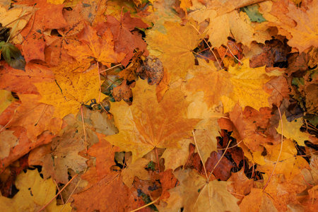 Beautiful bright autumn maple leaves in the forest, top view. Rainy day with yellow-orange foliage....