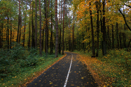 Beautiful autumn forest path surrounded by tall trees with golden leaves, creating a peaceful and...