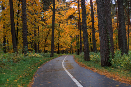 Autumn forest road with yellow and orange leaves, surrounded by tall trees. Peaceful fall landscape...