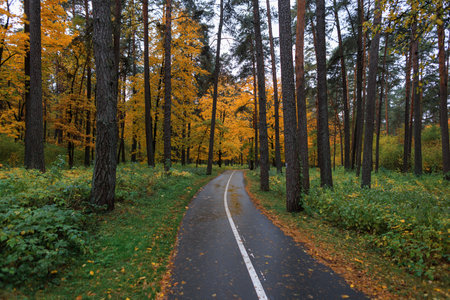 Beautiful autumn forest path surrounded by tall trees with golden leaves, creating a peaceful and...