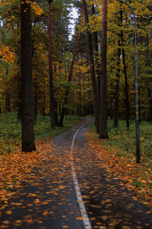 Scenic autumn road surrounded by tall trees with golden leaves in a peaceful forest.