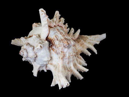 A perfect and amazing fibonacci pattern in a nautilus shell