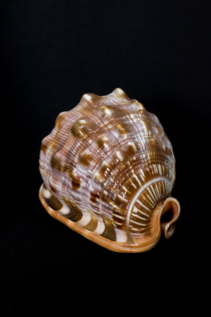 A perfect and amazing fibonacci pattern in a nautilus shell