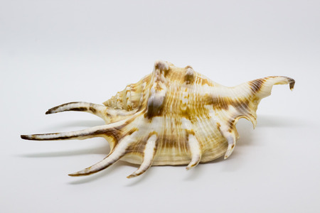 A perfect and amazing fibonacci pattern in a nautilus shell