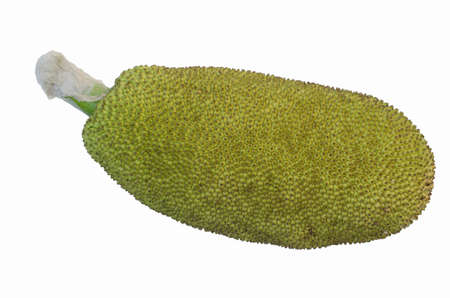   3656;young jackfruit isolated on the white backgroundの写真素材