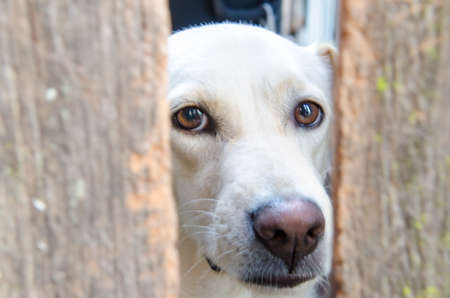we can see the friendly of the dog from his eyes