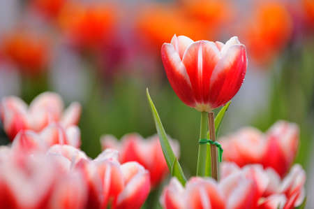 smart tulip in the garden