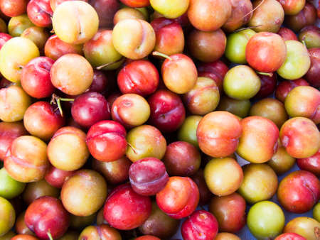 Plum on a white background .の写真素材