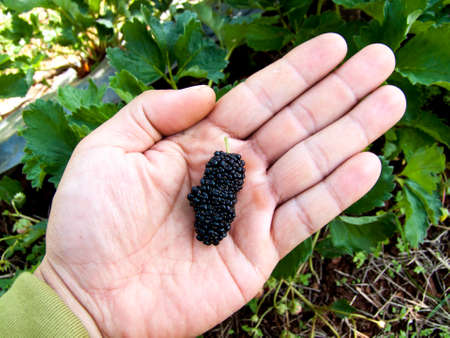 Mulberry red fruit Juicy , sweet, enticing . It also has many health benefits .の写真素材