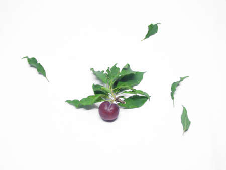 Plum on a white background .