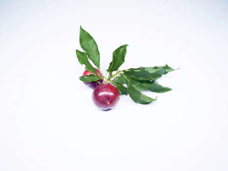 Plum on a white background .の写真素材