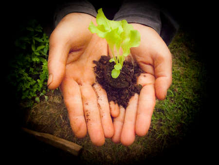 Vegetable seedlings reach for the wisecracking you took to living .