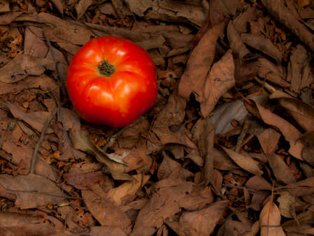 Tomato leaves on the ground Strutted you took to living .の写真素材
