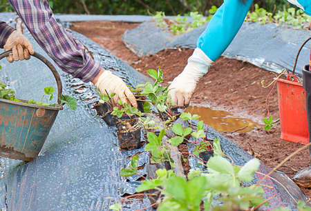 Cultivationの写真素材