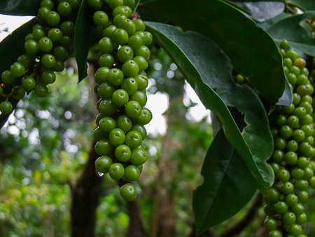 Antidesmaの写真素材