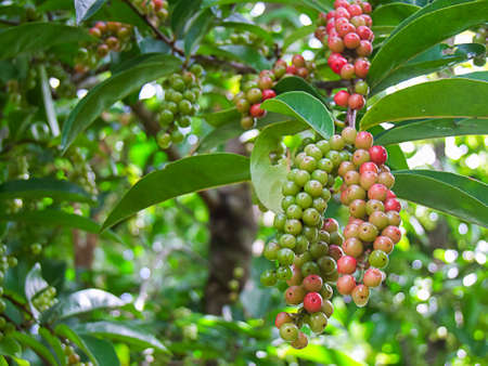 Antidesma  An appetizingの写真素材