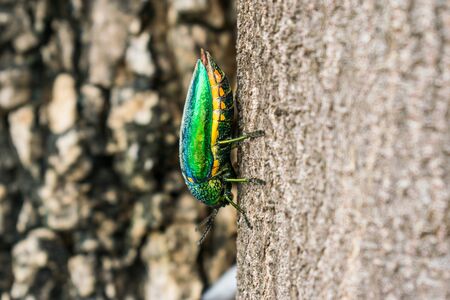 Closeup green insect walking on tree with blur bark backgroundの写真素材