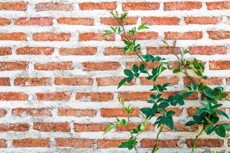 small tree is foreground and brick wall background with copyspace on left of picture