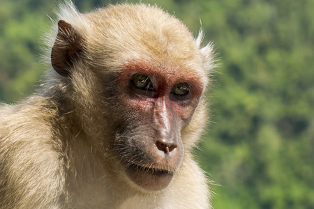 monkey close up and thinking something