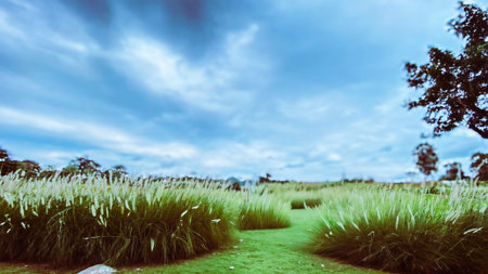 Green grass field with blue sky background. Nature and environment concept.
