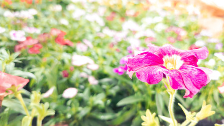 Blurred background of colorful flower in the garden,vintage tone