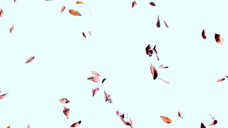 Flower petals fall to the floor. Isolated background.