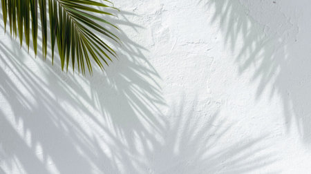 Tropical palm leaf shadow on white wall background. Copy spaceの写真素材