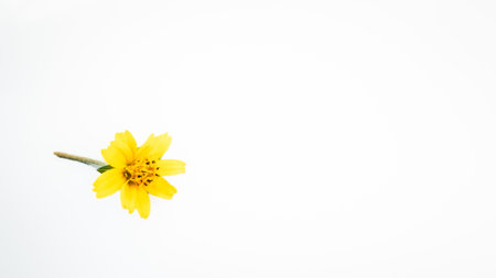 Yellow flower isolated on white background with copy space for your text.の写真素材