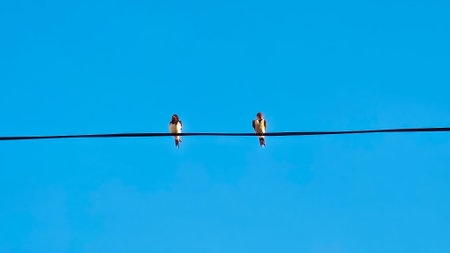 swallows sitting on a wire against the blue sky, nature series