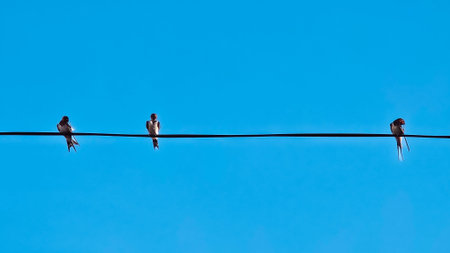 Swallows on a wire against the blue sky. Selective focus.