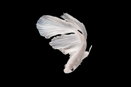 White-Silver Siamese fighting fish, betta fish on black background.の写真素材
