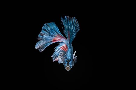 Siamese fighting fish, Red-Blue, betta fish on black background.の写真素材