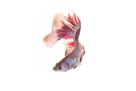 White-Red Siamese fighting fish, betta fish isolated on white background.の写真素材