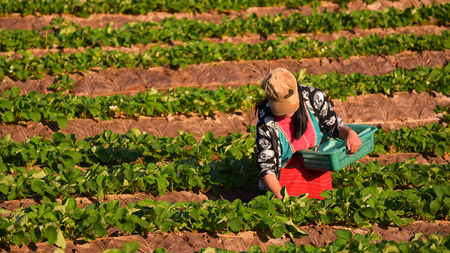 CHIANGMAI THAILAND - DEC 24 : strawberries farmer harvesting organic fresh strawberry in angkhang...
