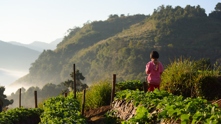 CHIANGMAI THAILAND - DEC 24 : a girl angkhang plantation strawberry  field on December 24,2016 in chiangmai thailandのeditorial素材