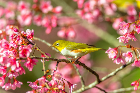 Mejiro (zosterops japonicus) on japanese cherry (prunus serrulata) branchの写真素材